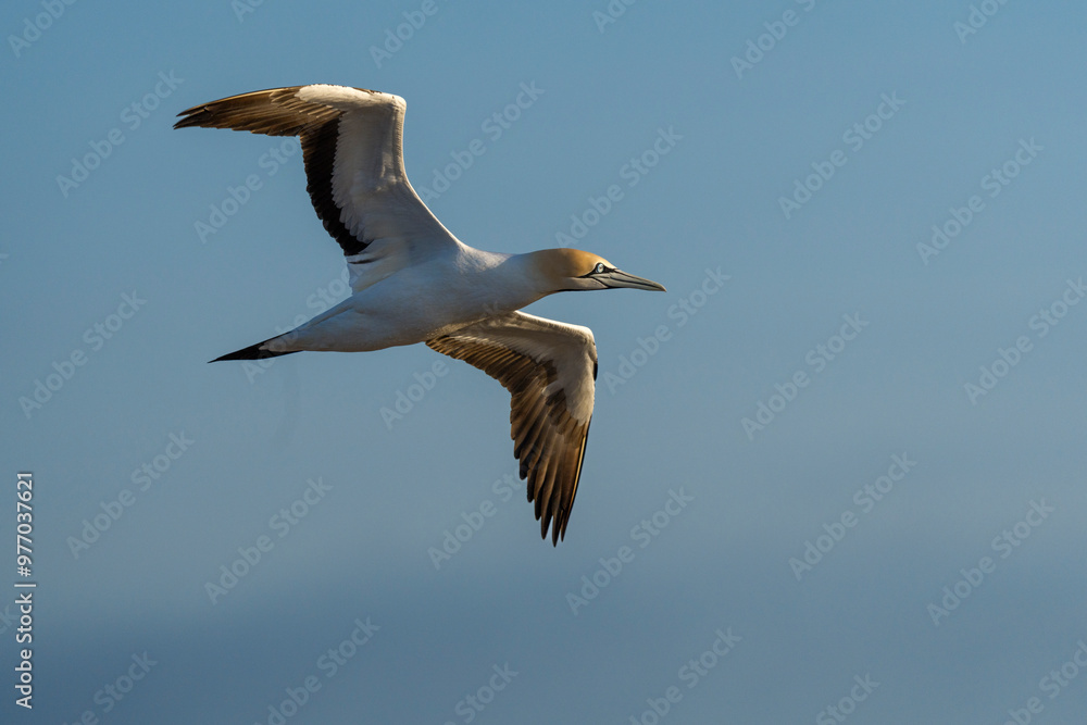 Cape gannet (Morus capensis) in flight. Bird Island, Lambert's Bay, Western Cape, South Africa. Cape gannet (Morus capensis) in flight. Bird Island, Lambert's Bay, Western Cape, South Africa.