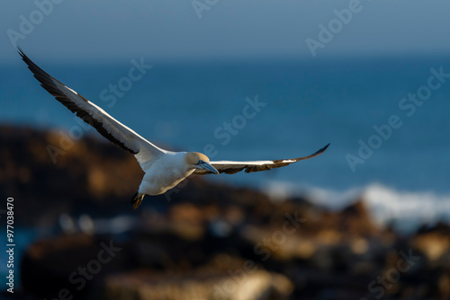 Cape gannet (Morus capensis) in flight. Bird Island, Lambert's Bay, Western Cape, South Africa. photo