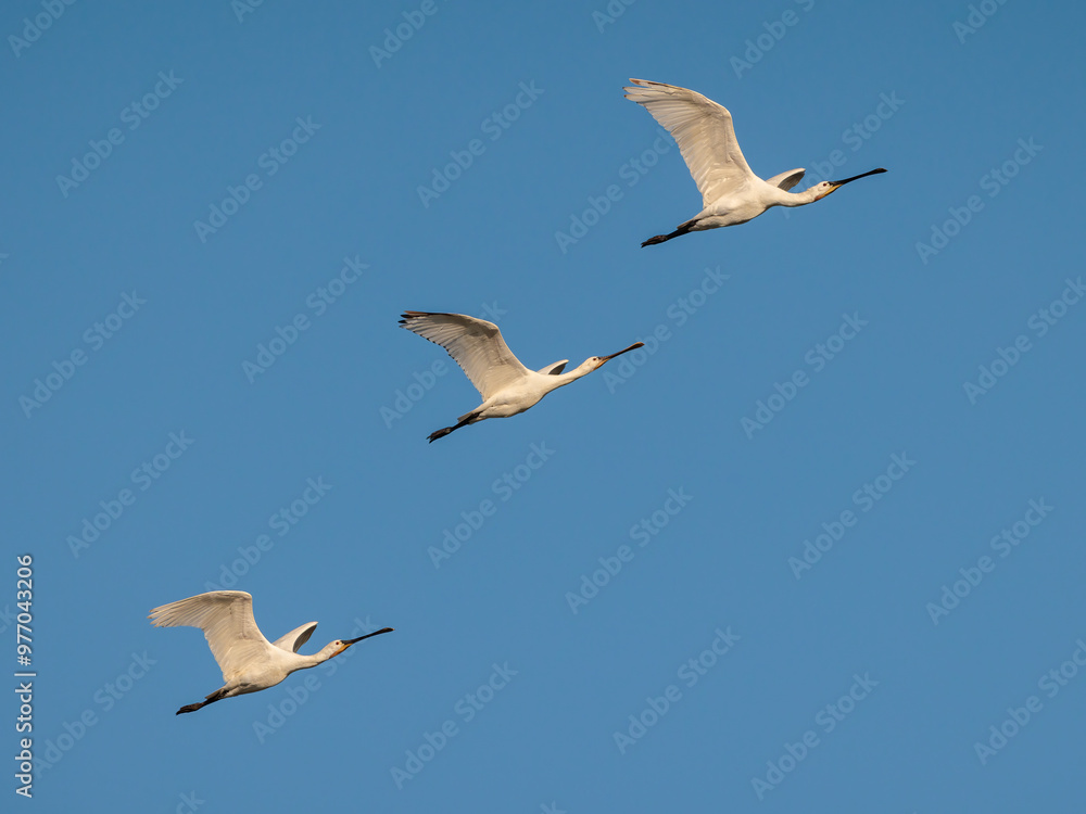 Fototapeta premium Eurasian spoonbill (Platalea leucorodia).