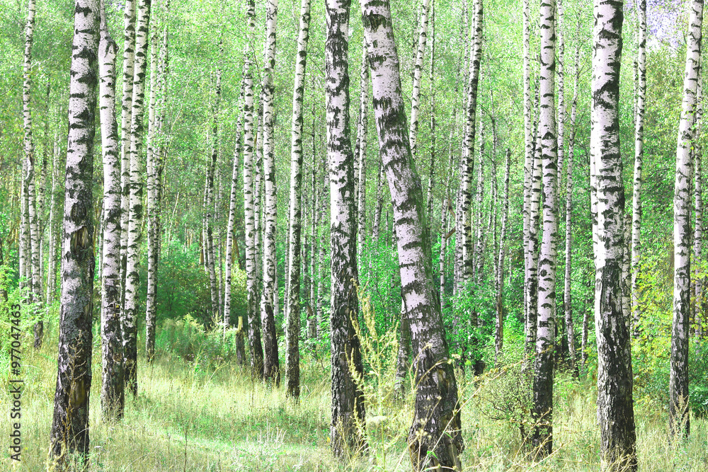 Fototapeta premium Beautiful birch trees with white birch bark