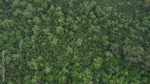Aerial view of the mangrove in the Sundarbans, Khulna, Shyamnagar, Bangladesh