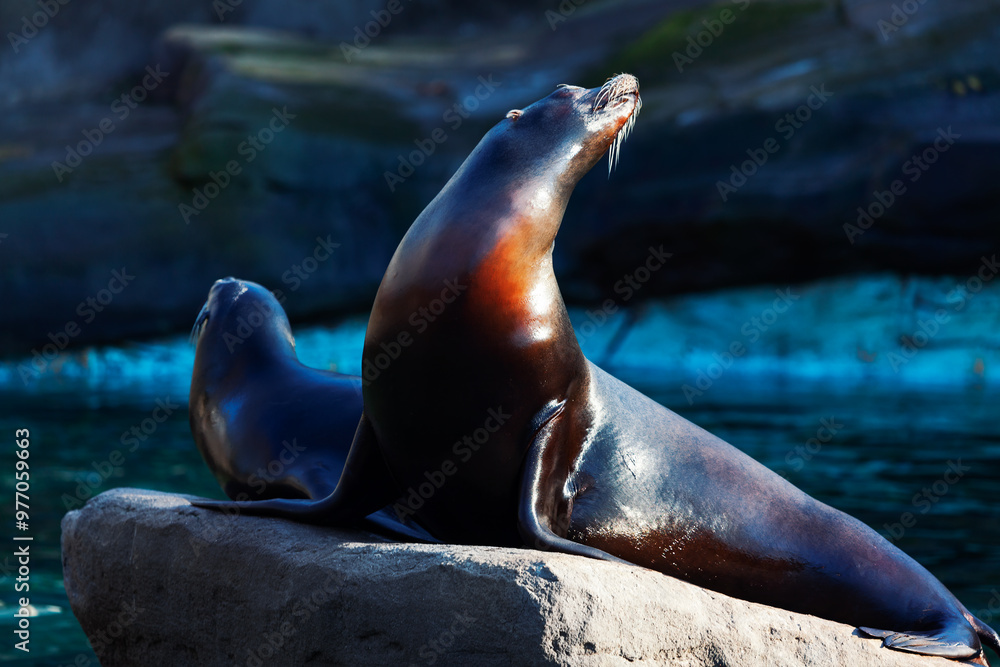 Fototapeta premium Two seals are on a rock in a body of water. Sea lions lounging on a rocky surface, enjoying the sunlight and the calm sea surrounding them