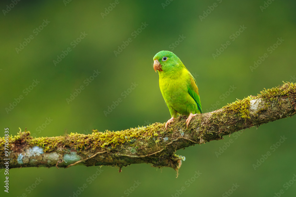 Tovi orange-chinned parakeet, Brotogeris jugularis, portrait of light green parrot with red head, Costa Rica. Tovi orange-chinned parakeet, Brotogeris jugularis, portrait of light green parrot with red head, Costa Rica.