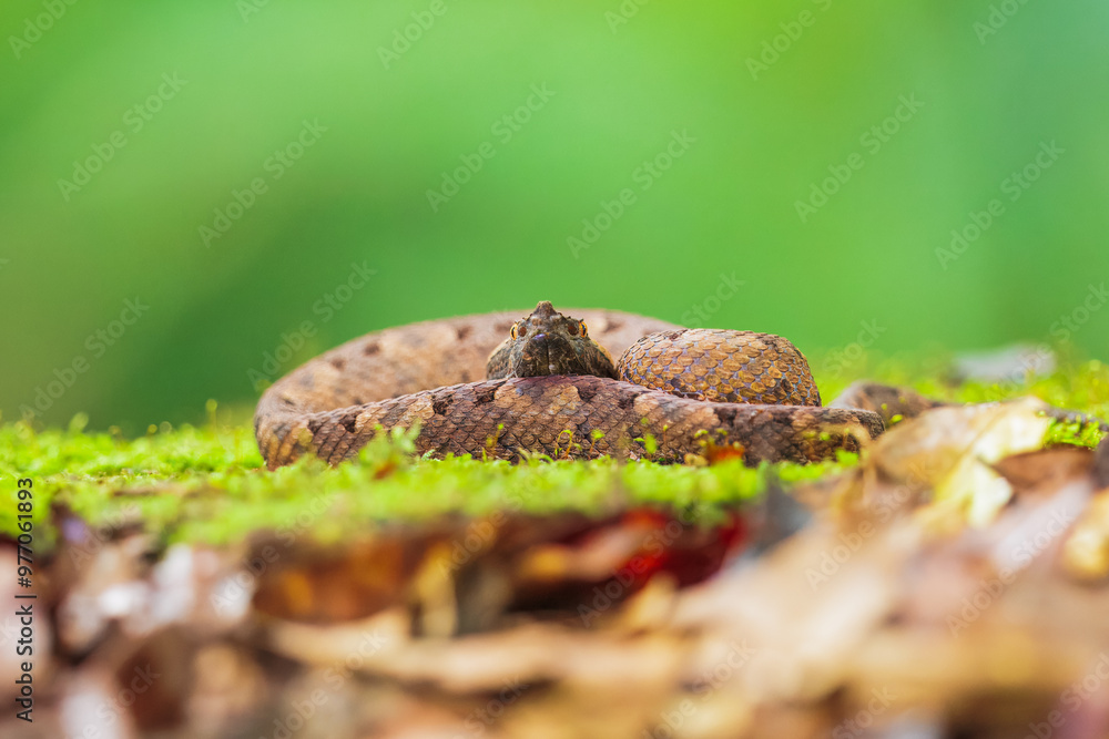 The rainforest hognosed pitviper or horned hog-nosed viper, The rainforest hognosed pitviper or horned hog-nosed viper,