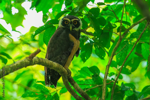 Spectacled owl (Pulsatrix perspicillata) is a large tropical owl native to the neotropics. It is a resident breeder in forests from southern Mexico and Trinidad, through Central America photo