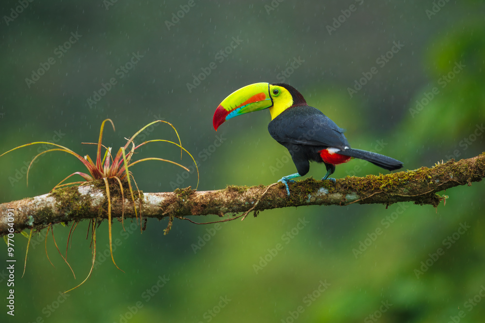 Fototapeta premium Keel-billed toucan (Ramphastos sulfuratus), also known as sulfur-breasted toucan or rainbow-billed toucan, is a colorful Latin American member of the toucan family. 4K resolution