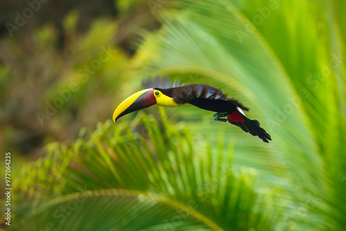 Flying the yellow-throated toucan (Ramphastos ambiguus) is a  species of bird in the family Ramphastidae, the toucans, toucanets, and aracaris. In flight. 4k resolution photo