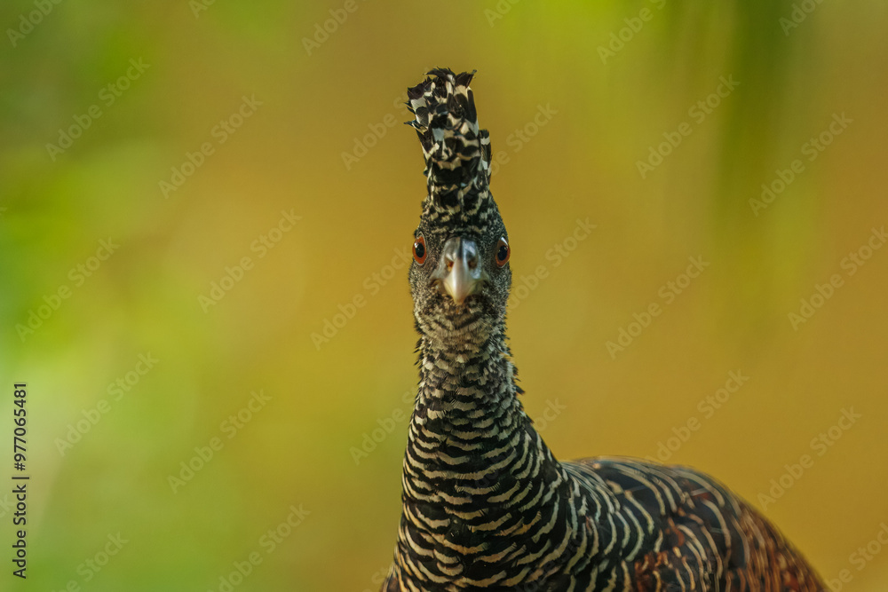 Obraz premium Great Curassow - Crax rubra large, pheasant-like great bird from the Neotropical rainforests, from Mexico, through Central America to northwestern Ecuador, brown bird in the rain with the crest.