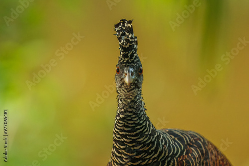 Great Curassow - Crax rubra large, pheasant-like great bird from the Neotropical rainforests, from Mexico, through Central America to northwestern Ecuador, brown bird in the rain with the crest. photo