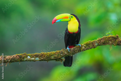 Keel-billed toucan (Ramphastos sulfuratus), also known as sulfur-breasted toucan or rainbow-billed toucan, is a colorful Latin American member of the toucan family. 4K resolution