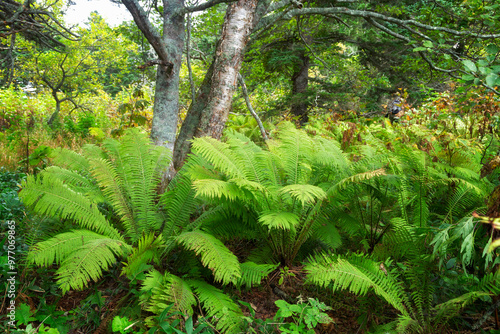 Thickets of ferns in the forest. Southern Kuriles photo