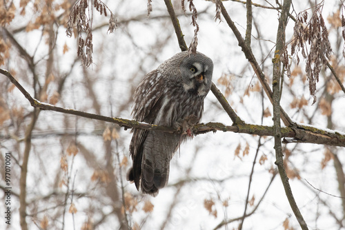Great gray owl sitting on a tree branch with a caught mouse