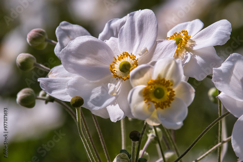 Japanische Herbst-Anemone, Honorine Jobert photo