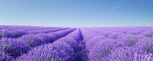 A perfectly symmetrical field of lavender flowers in full bloom, solid blue sky background, minimalist 3D render, Flowers Field Blooming Minimalism