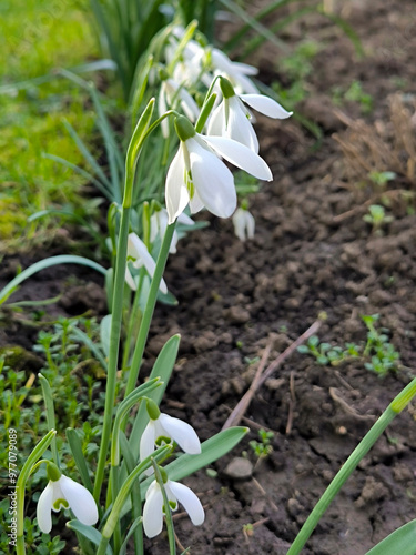 blooming snowdrops in the spring growing in the garden