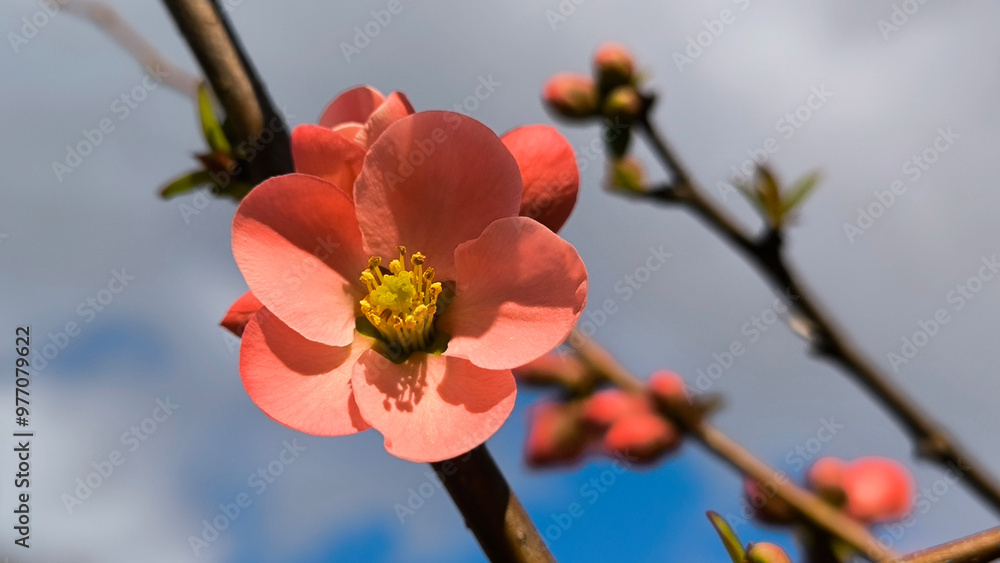 branch of Japanese quince bush in bloom branch of Japanese quince bush in bloom