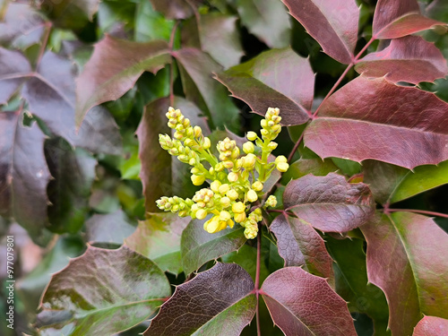 blooming mahonia bush in spring close up photo