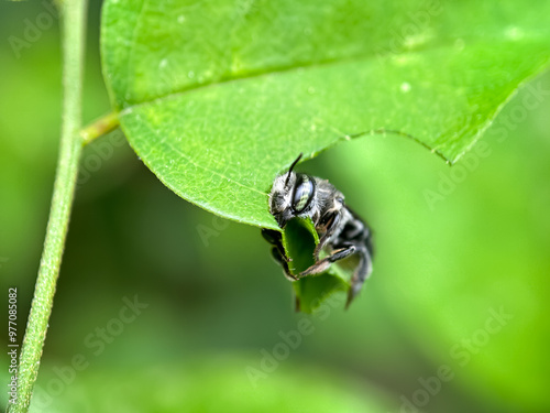 Close up of leaf cutting bees, The alfalfa bee (Megachile rotundata), macro shot of alfalfa bee that is cutting leaves