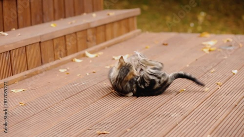 Two lovely kittens playing and fighting with each other.
