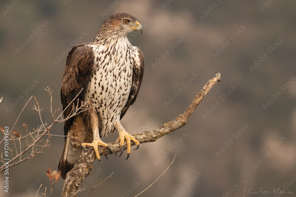 Fototapeta premium Bonelli's eagle