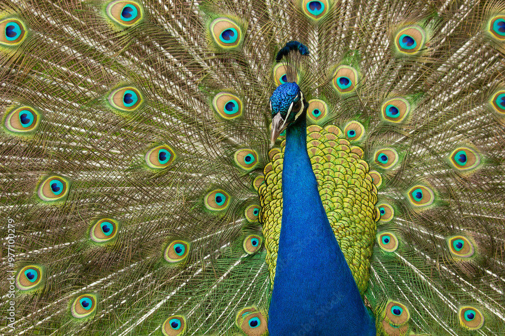 Fototapeta premium Peacock