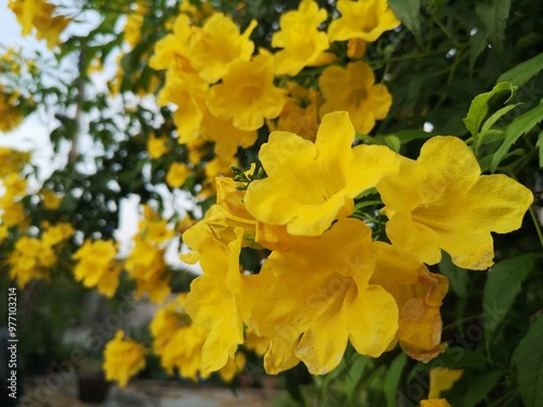 Yellow elder, Trumpetbush, Trumpet flower, Yellow trumpet-flower, Yellow trumpetbush, Tecoma stans	 photo