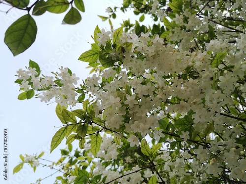 Wrightia religiosa Benth, Small white flowers have a leaves blurred in the background.	