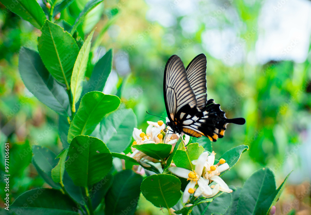 the butterfly with white flower the butterfly with white flower
