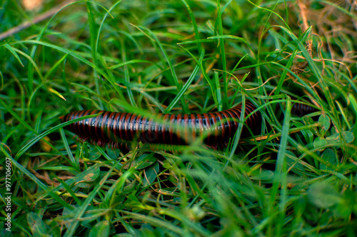 millipedes crawling on the ground