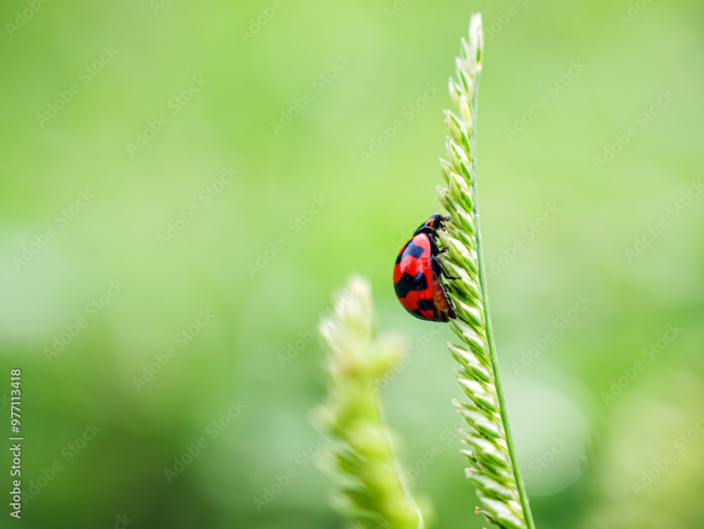 Fototapeta premium Ladybug on blade of grass, Clos up red Ladybug, macro