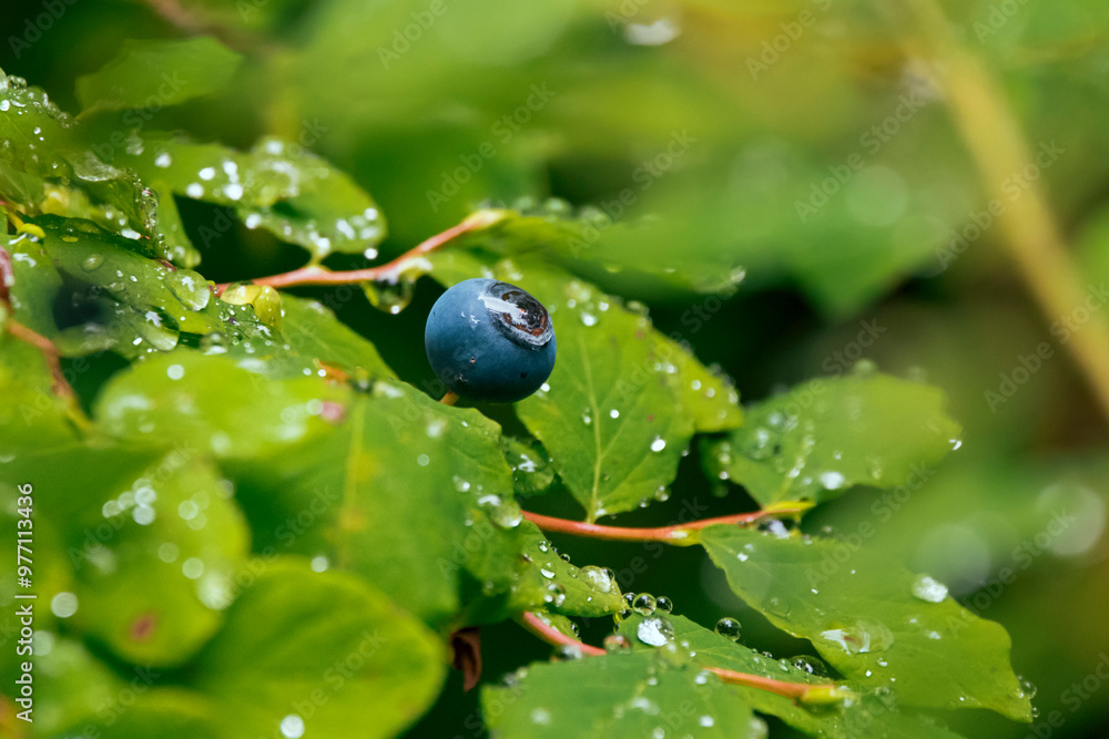 Wild Blueberry covered in morning dew, little water drops in lush green forest area in Alaska, USA Wild Blueberry covered in morning dew, little water drops in lush green forest area in Alaska, USA