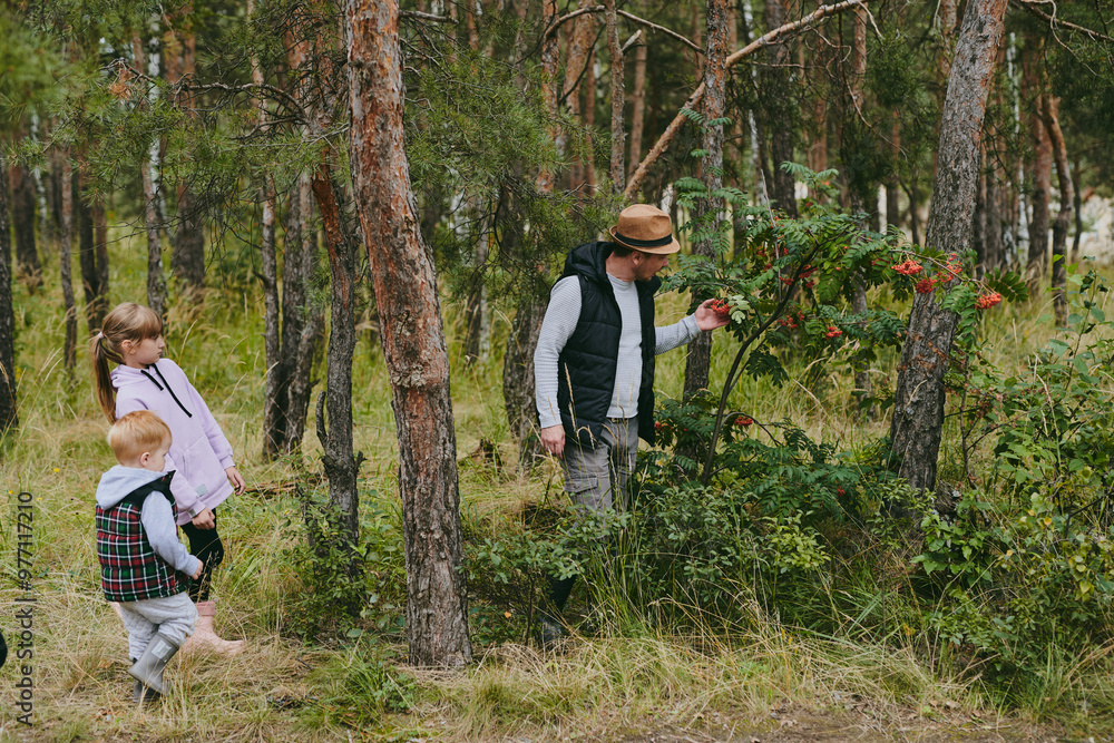 Happy family on a walk in the forest picking berries and herbs, traveling along paths and stones mom dad and children Happy family on a walk in the forest picking berries and herbs, traveling along paths and stones mom dad and children
