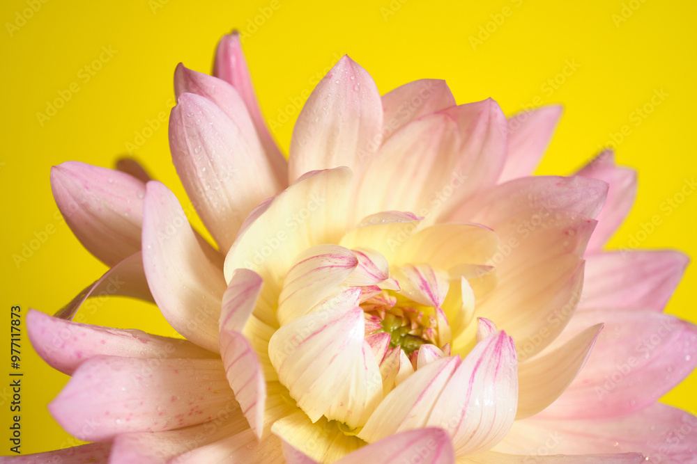 Close-Up of a Soft Pink Dahlia Blossom on a yellow background. Macro photo Close-Up of a Soft Pink Dahlia Blossom on a yellow background. Macro photo