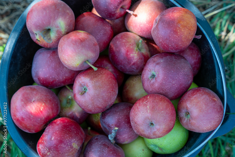 apple picking in Almaty, Issyk near the Almaty mountains. Autumn apple picking in Issyk city. Red, yellow apples in a bucket, Almaty Aport apple picking in Almaty, Issyk near the Almaty mountains. Autumn apple picking in Issyk city. Red, yellow apples in a bucket, Almaty Aport