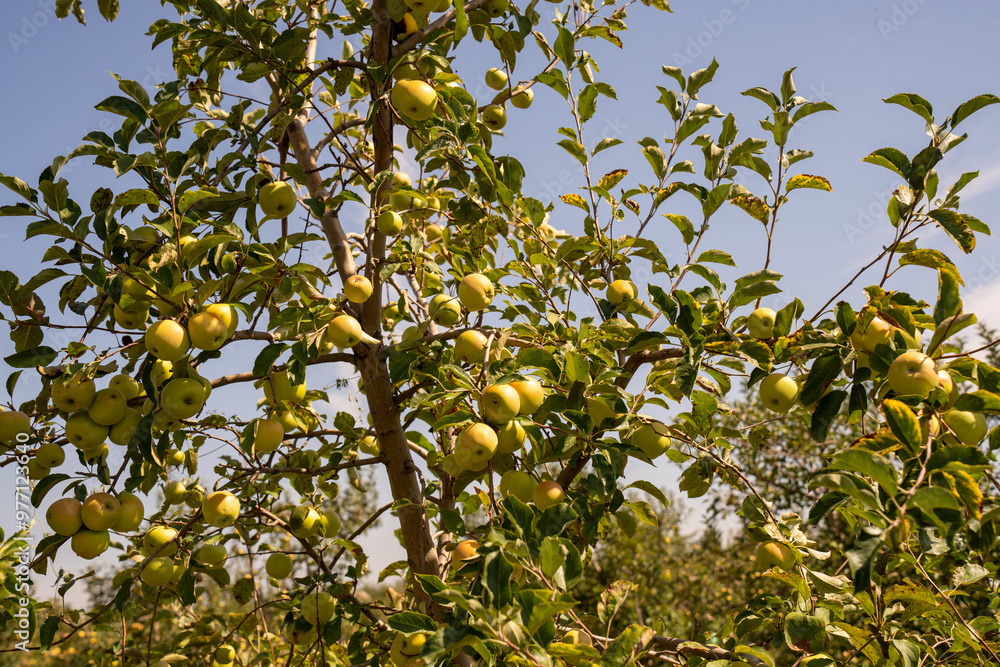 apple picking in Almaty, Issyk near the Almaty mountains. Autumn apple picking in Issyk city. Red, yellow apples in a bucket, Almaty Aport apple picking in Almaty, Issyk near the Almaty mountains. Autumn apple picking in Issyk city. Red, yellow apples in a bucket, Almaty Aport