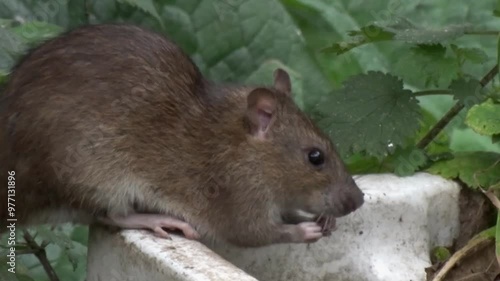 A Large adult Brown Rat, Rattus norvegicus, also known as a Sewer or Common Rat. Autumn. UK photo