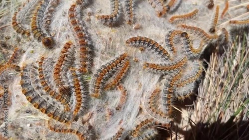 Processionary caterpillar,Thaumetopoea pityocampa, with its stinging hairs, on a silk nest in a pine tree photo