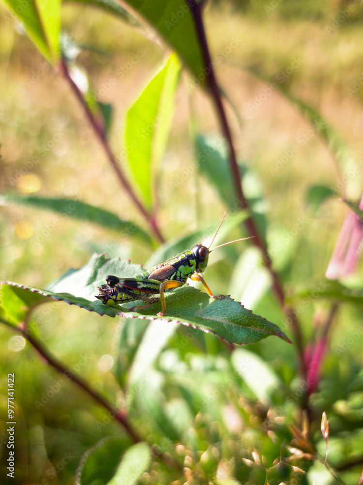 a grasshopper, miramella alpina, on a mountain meadow at a sunny summer day a grasshopper, miramella alpina, on a mountain meadow at a sunny summer day