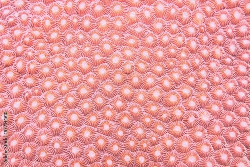 Organic texture of the hard coral Abstract background in trendy coral color . photo