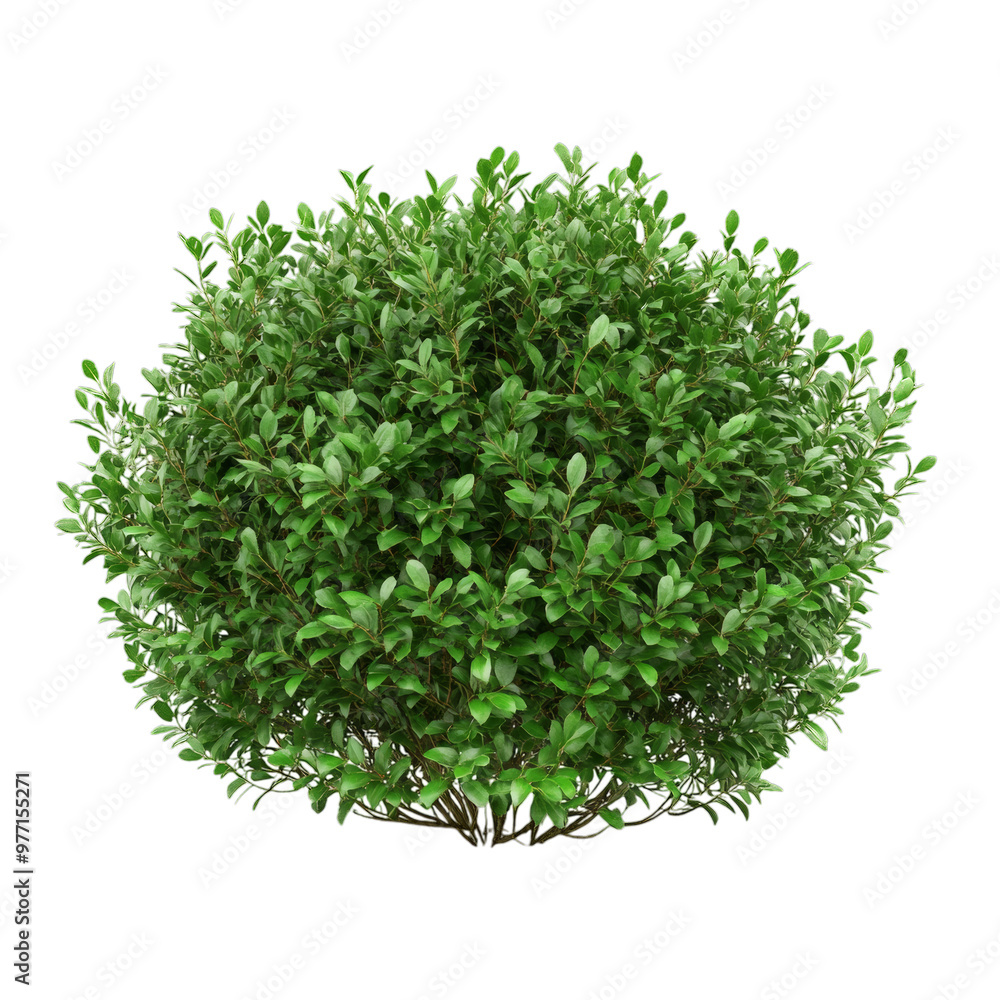 PNG bush against transparent background