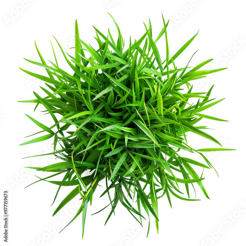 Green cut wild grass on isolated transparent background