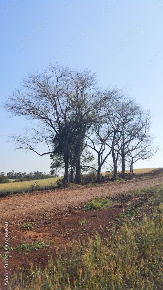 Grupo de árvores seca na beira da estrada rural. Grupo de árvores seca na beira da estrada rural.