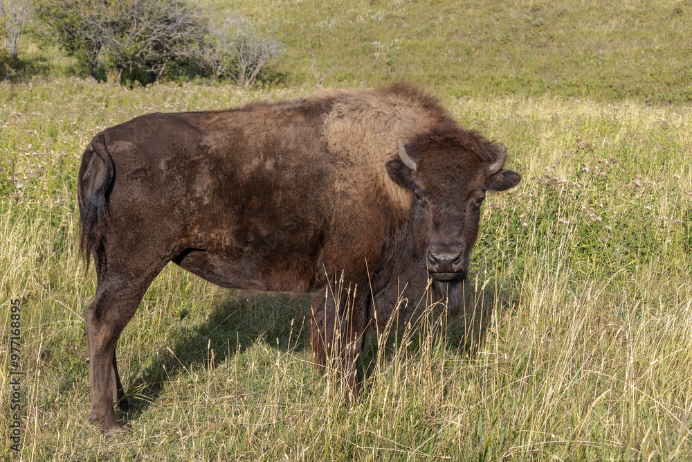 Sideview of a young brown bison with shaggy fur standing in a pasture of green grass looking at the camera. Sideview of a young brown bison with shaggy fur standing in a pasture of green grass looking at the camera.