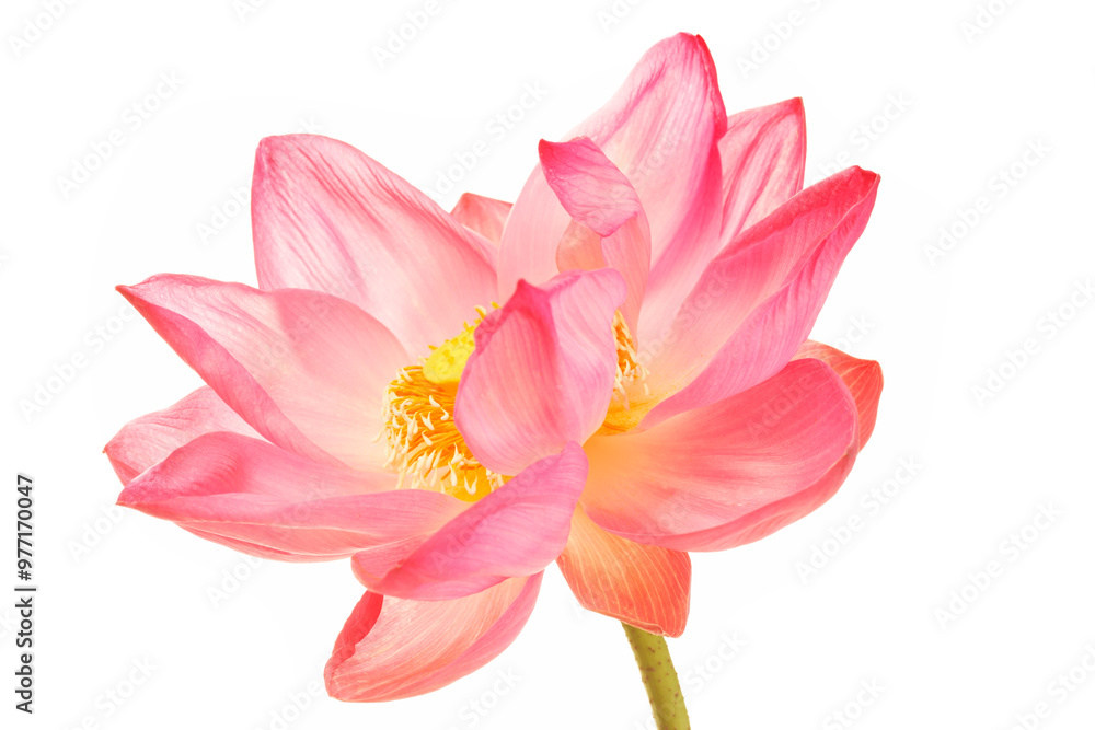 Fototapeta premium lotus flower