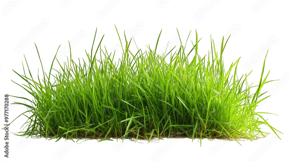 Grass isolated on transparent background, PNG, cut out Grass isolated on transparent background, PNG, cut out