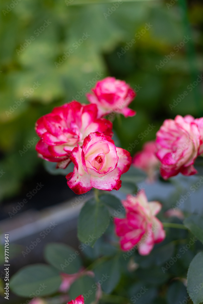 Beautiful blooming red roses in the garden against the background of green leaves. The beauty of nature. Selective focus, close-up. Beautiful blooming red roses in the garden against the background of green leaves. The beauty of nature. Selective focus, close-up.