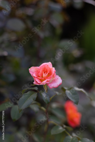 Wallpaper Mural Beautiful blooming pink roses in the garden against the background of green leaves. The beauty of nature. Selective focus, close-up. Torontodigital.ca