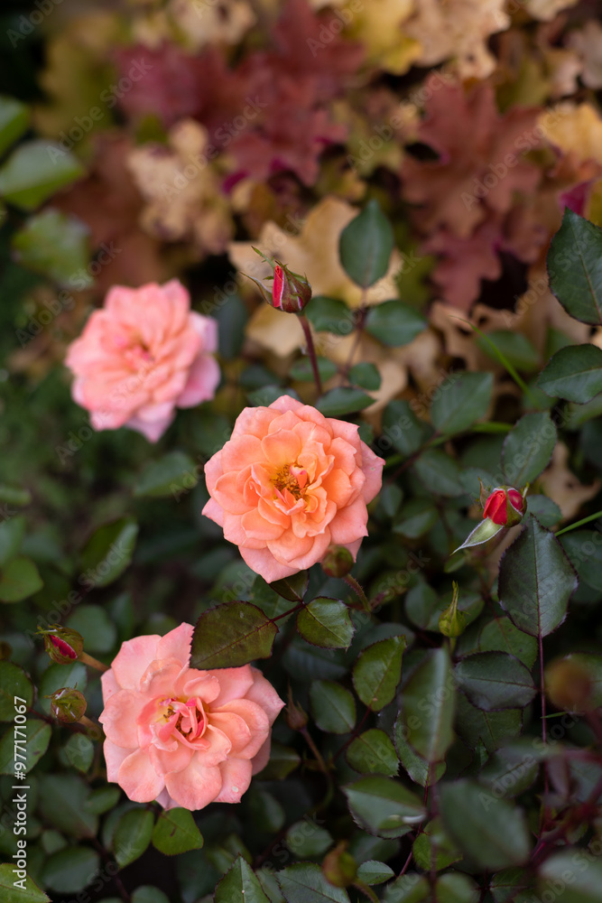 Fototapeta premium Beautiful blooming orange roses in the garden against the background of green leaves. The beauty of nature. Selective focus, close-up.