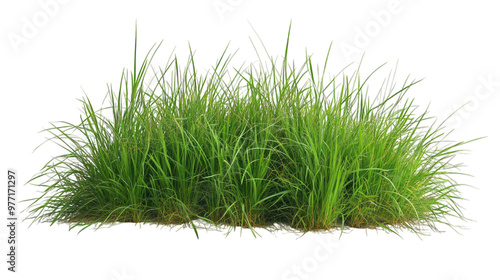 Grass isolated on transparent background, PNG, cut out