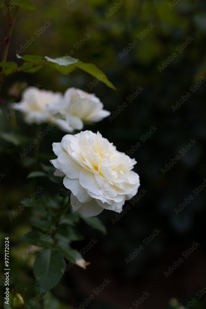 Beautiful blooming white roses in the garden against the background of green leaves. The beauty of nature. Selective focus, close-up. Beautiful blooming white roses in the garden against the background of green leaves. The beauty of nature. Selective focus, close-up.